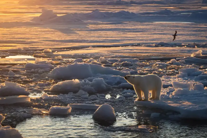 Вымирание откладывается: белые медведи на этом острове стремительно набирают вес