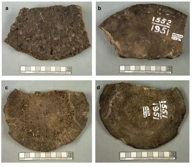 Минус два мамонта: древние кости 70 лет «водили за нос» сотрудников музея на Аляске