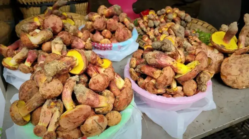 Китайский гриб 50 лет ставит науку в тупик своими «лилипутскими галлюцинациями»