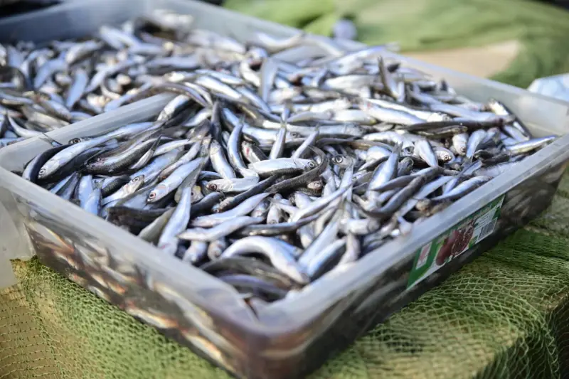 Немедленно запретить «украинский» трал в Азовском море: почему российские ученые предлагают вернуться к советским технологиям?