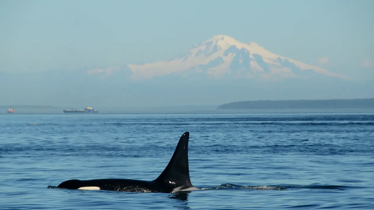 Киты-убийцы замечены в каннибализме? Российские ученые обнаружили окровавленные плавники на берегу