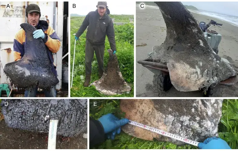 Киты-убийцы замечены в каннибализме? Российские ученые обнаружили окровавленные плавники на берегу