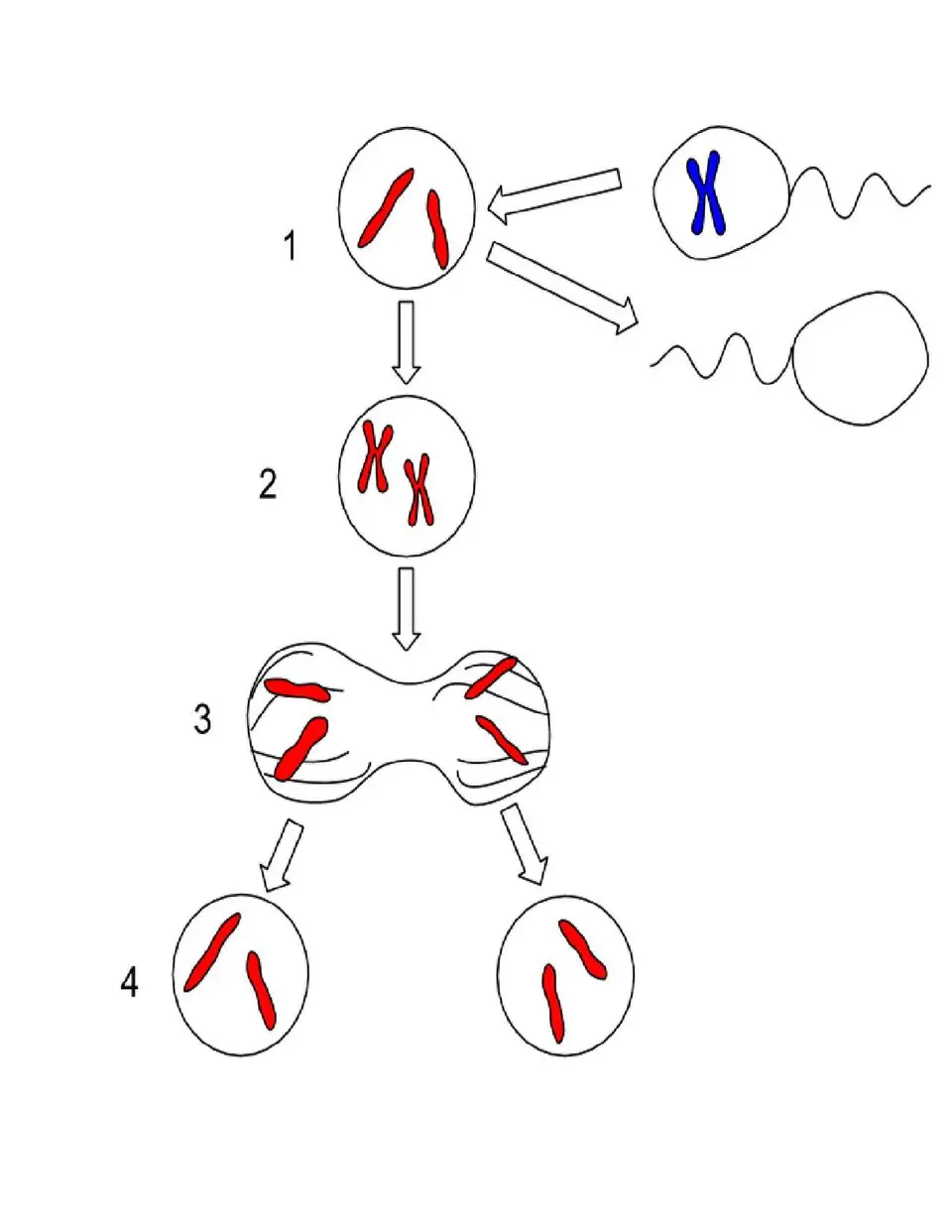 Гениальное ДНК-«мошенничество»: ученые раскрыли секрет рыбы, которая плевать хотела на главные законы биологии