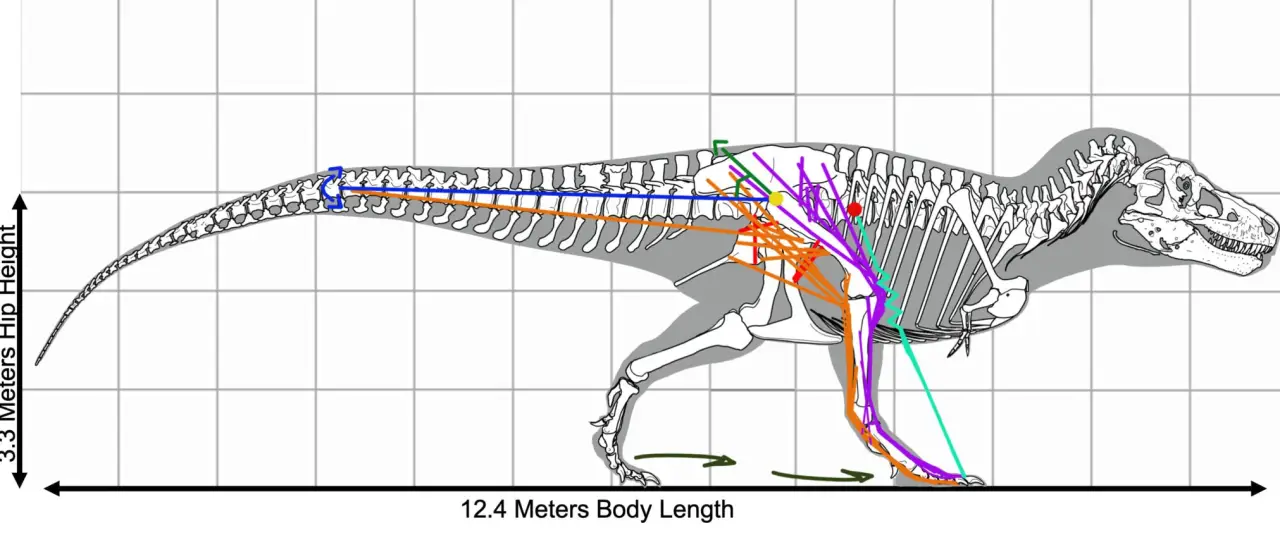 Юрский ужас… на цыпочках: оказывается, тираннозавры ходили и бегали совсем не так, как считалось