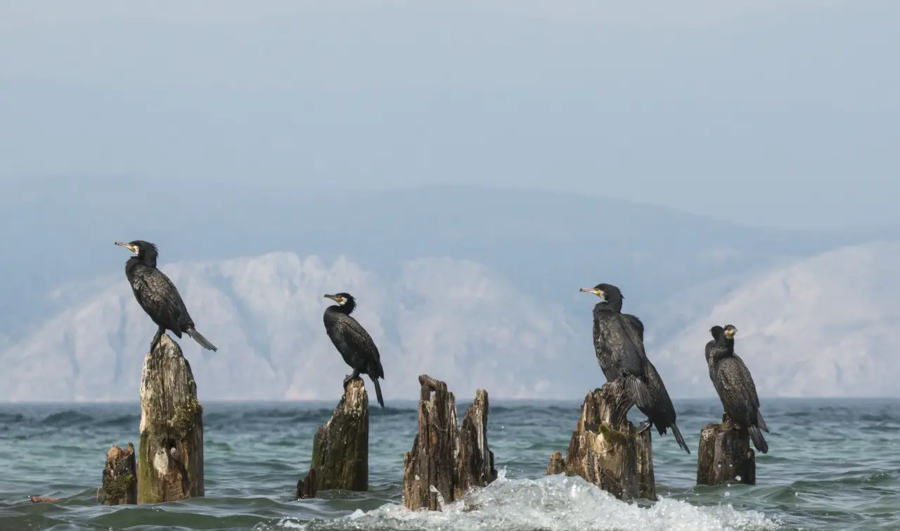 Что не так с отстрелом бакланов на Байкале: почему иркутский биолог раскритиковал планы областной администрации?