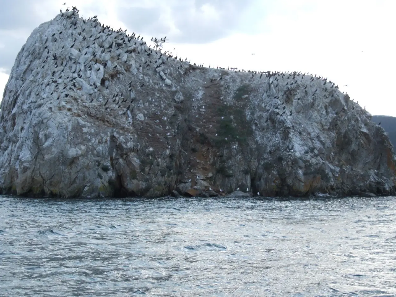 Что не так с отстрелом бакланов на Байкале: почему иркутский биолог раскритиковал планы областной администрации?