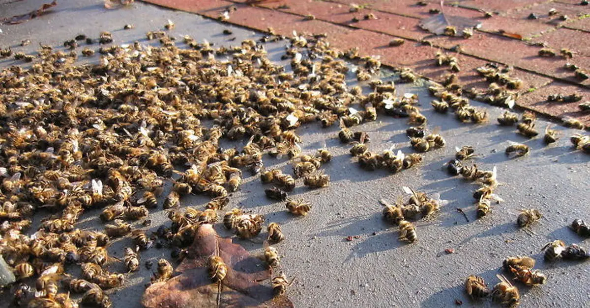Пчелы стремительно исчезают в России: из-за чего так происходит и чем это грозит россиянам?