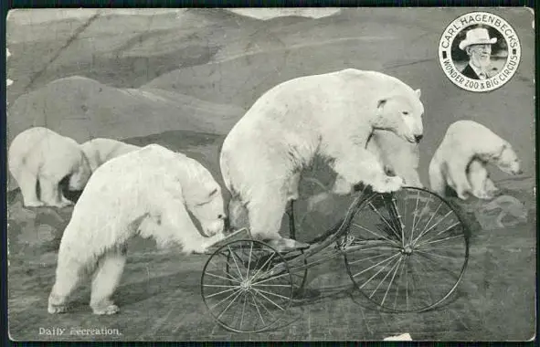 Вместо ездовых собак… полярные медведи: чем закончились эксперименты путешественника Седова?